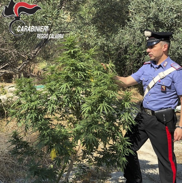 marijuana2408carabinieri